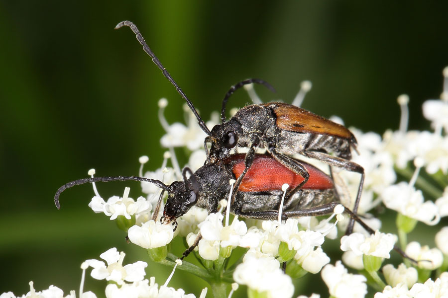 Anastrangalia sanguinolenta - Blutroter Halsbock, Paar