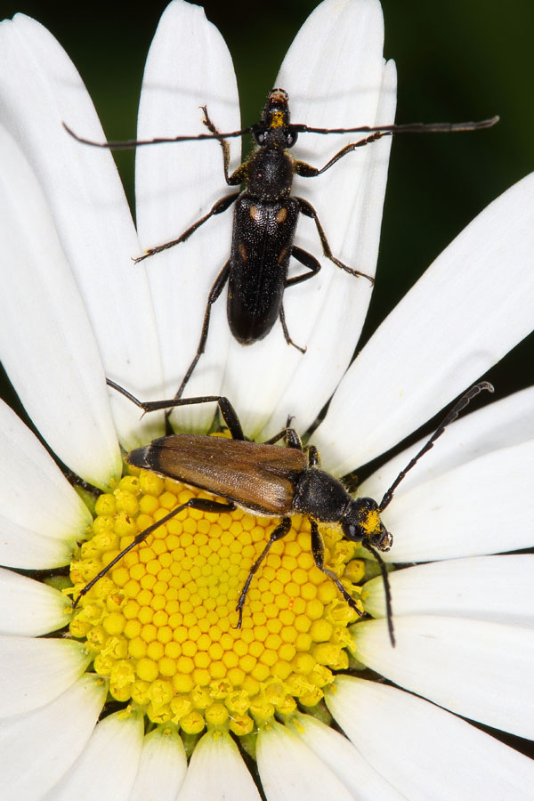 Anoplodera sexguttata - Gefleckter Halsbock, Käfer mit Anastrangalia dubia