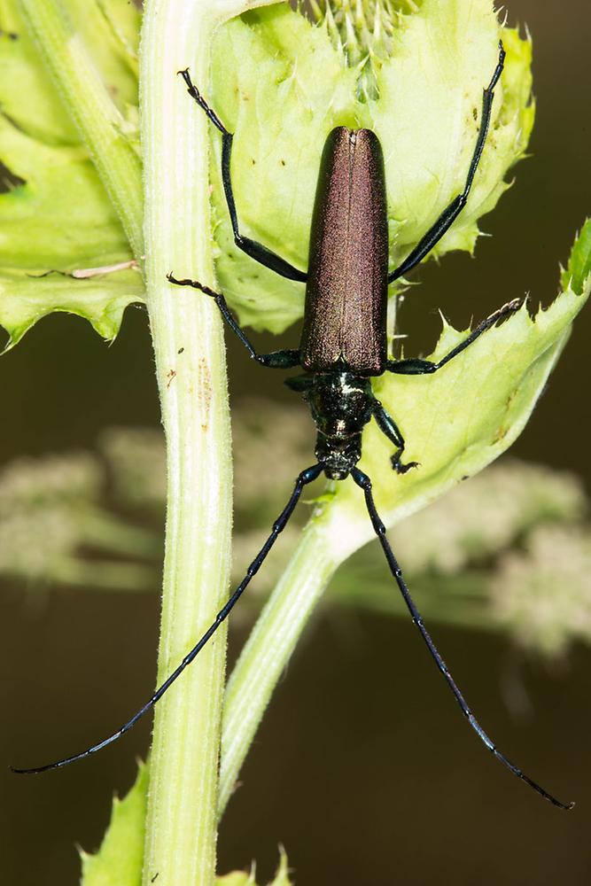 Aromia moschata - Moschusbock, Käfer auf Stengel