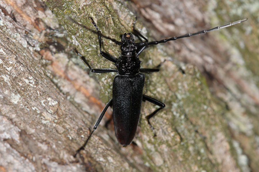 Cerambyx cerdo - Großer Eichenbock, Heldbock, Weibchen