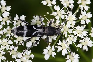 Chlorophorus figuratus - Schulterfleckiger Widderbock, Käfer auf Blüten (2)