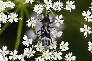 Chlorophorus figuratus - Schulterfleckiger Widderbock, Käfer auf Blüten (4)