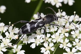 Chlorophorus figuratus - Schulterfleckiger Widderbock, Käfer auf Blüten (5)