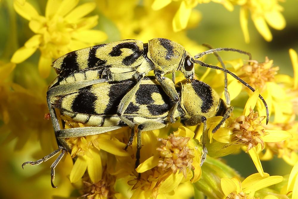 Chlorophorus varius - Variabler Widderbock