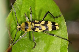 Chlorophorus varius - Variabler Widderbock, Käfer auf Blatt