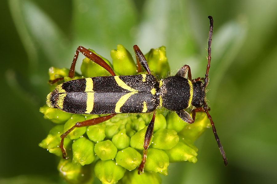 Clytus arietis - Echter-, Gemeiner Widderbock, Käfer auf ...