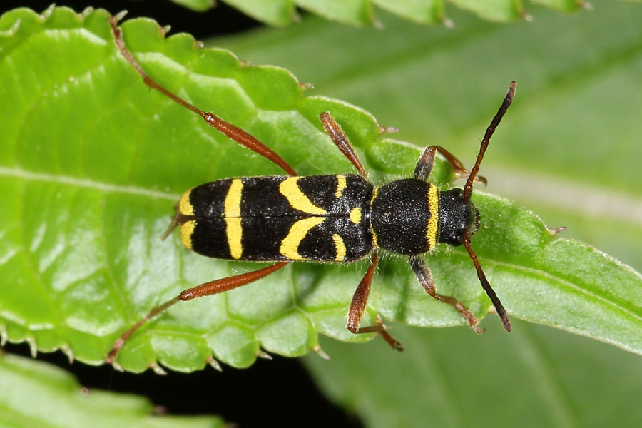 Clytus arietis - Echter-, Gemeiner Widderbock, Käfer auf Blatt