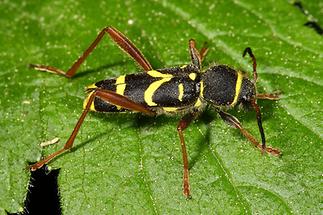 Clytus arietis - Wespenbock, Käfer auf Blatt (2)