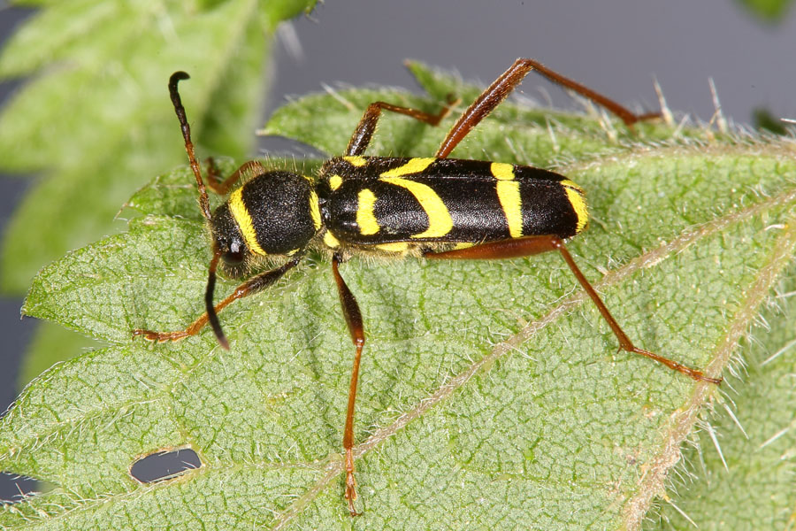 Clytus arietis - Echter, Gemeiner Widderbock, Käfer auf Blatt