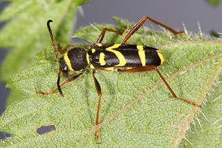 Clytus arietis - Echter, Gemeiner Widderbock, Käfer auf Blatt (3)