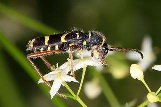 Clytus arietis - Echter-, Gemeiner Widderbock, Käfer auf Blüte