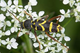 Clytus arietis - Echter-, Gemeiner Widderbock, Käfer auf Blüten
