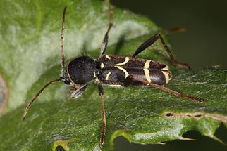 Clytus lama - Schmalfühleriger Widderbock, Käfer auf Blatt (1)