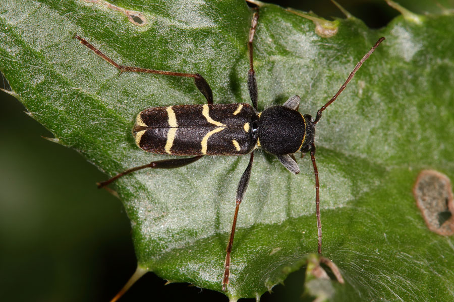 Clytus lama - Schmalfühleriger Widderbock, Käfer auf Blatt