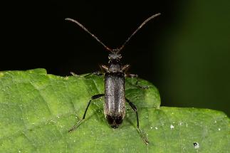 Cortodera femorata - Schwarzer Tiefaugenbock, Käfer auf Blatt (1)