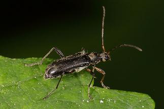 Cortodera femorata - Schwarzer Tiefaugenbock, Käfer auf Blatt (2)