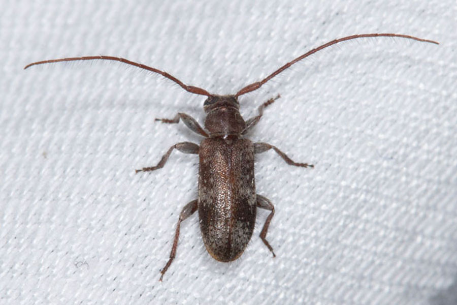 Exocentrus adspersus - Weißgefleckter Wimpernhornbock, Käfer im Lichtfang