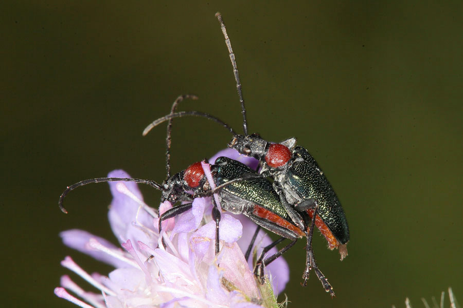 Gaurotes virginea - Blaubock, Käfer Paar