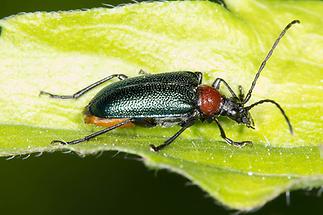 Gaurotes virginea - Blaubock, Käfer auf Blatt (1)