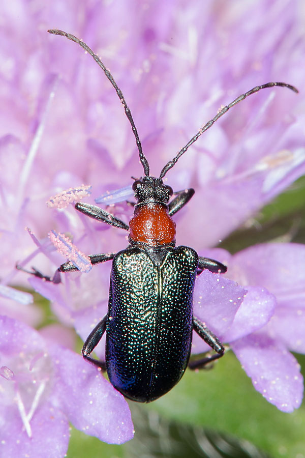 Gaurotes virginea - Blaubock, Käfer auf Blüte