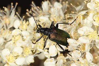 Gaurotes virginea - Blaubock, Käfer mit schwarzem Halsschild (1)