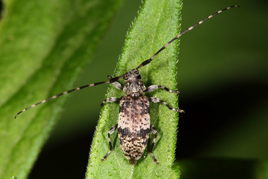 Leiopus nebulosus od. linnei - Braungrauer Splintbock, Käfer auf Blatt