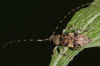 Leiopus nebulosus od. linnei - Braungrauer Splintbock, Käfer auf Blatt (2)