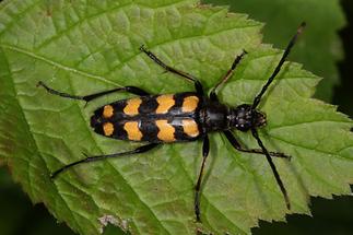 Leptura quadrfasciata - Vierbindiger Schmalbock, Käfer auf Blatt (1)