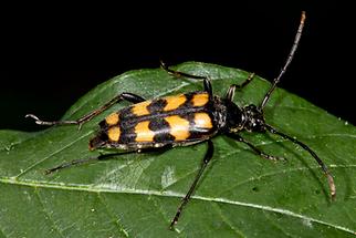 Leptura quadrifasciata - Vierbindiger Schmalbock, Käfer auf Blatt (2)