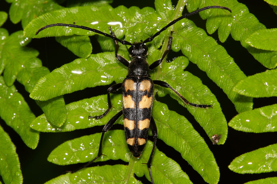 Leptura quadrifasciata - Vierbindiger Schmalbock, Käfer auf Blatt