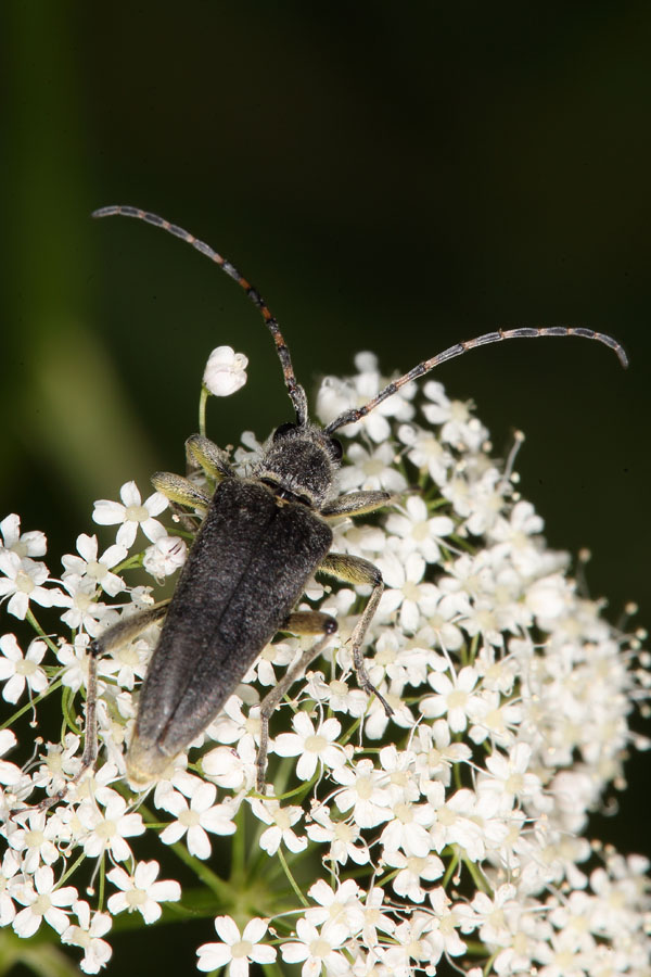 Lepturabosca virens - Dichtbehaarter Halsbock, Käfer auf Blüten