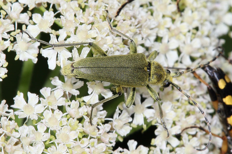 Lepturobosca virens - Dichtbegaarter Halsbock, Käfer auf Dolde