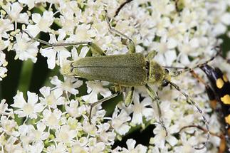 Lepturobosca virens - Dichtbegaarter Halsbock, Käfer auf Dolde (1)