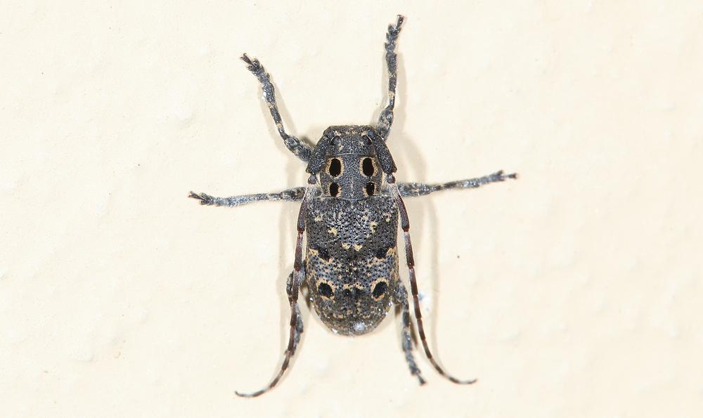 Mesosa curculionides - Achtfleckiger Augenbock