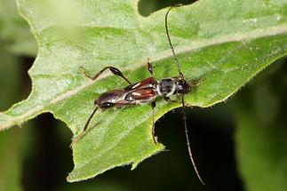 Molorchus minor - Dunkelschenkeliger Kurzdeckenbock, Käfer auf Blatt (1)