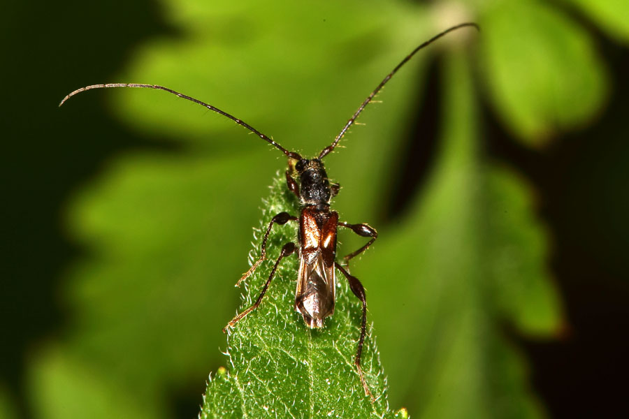 Molorchus minor - Dunkelschenkeliger Kurzdeckenbock, Käfer auf Blattspitze