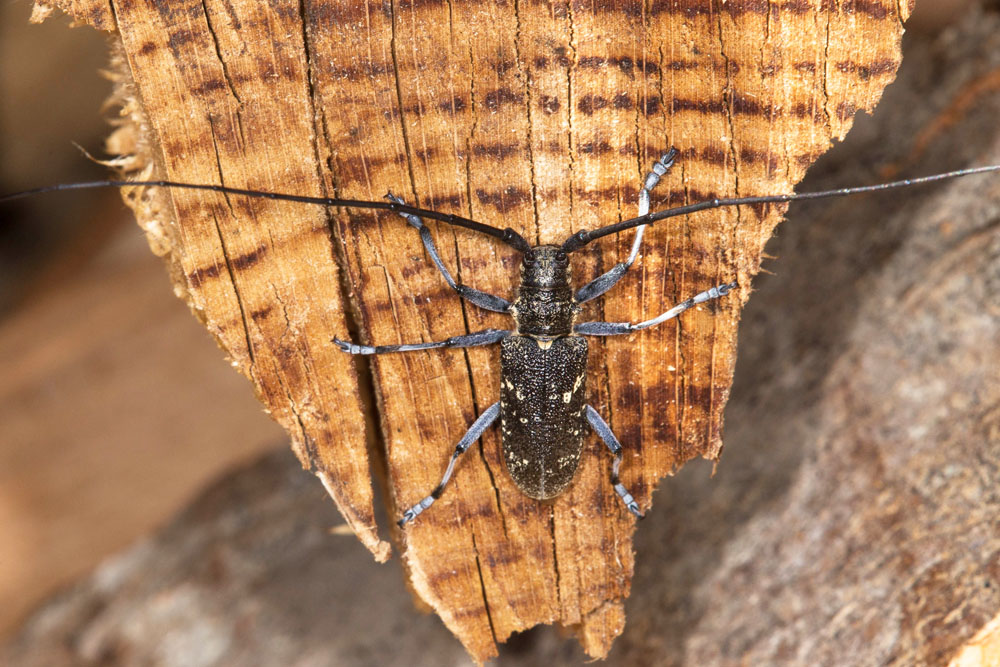 Monochamus sutor - Schusterbock, Männchen zugeflogen