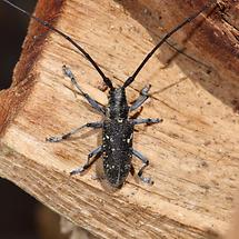 Monochamus sutor - Schusterbock, Männchen zugeflogen (3)