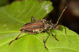 Oxymirus cursor - Schulterbock, Käfer auf Blatt