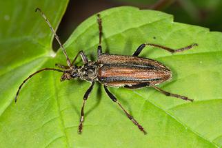 Oxymirus cursor - Schulterbock, Weibchen auf Blatt