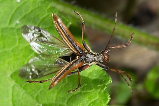 Oxymirus cursor - Schulterbock, Weibchen im Abflug