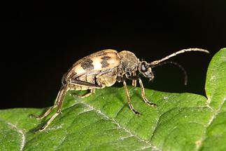 Pachytodes cerambyciformis - Gefleckter Blütenbock, Käfer auf Blatt