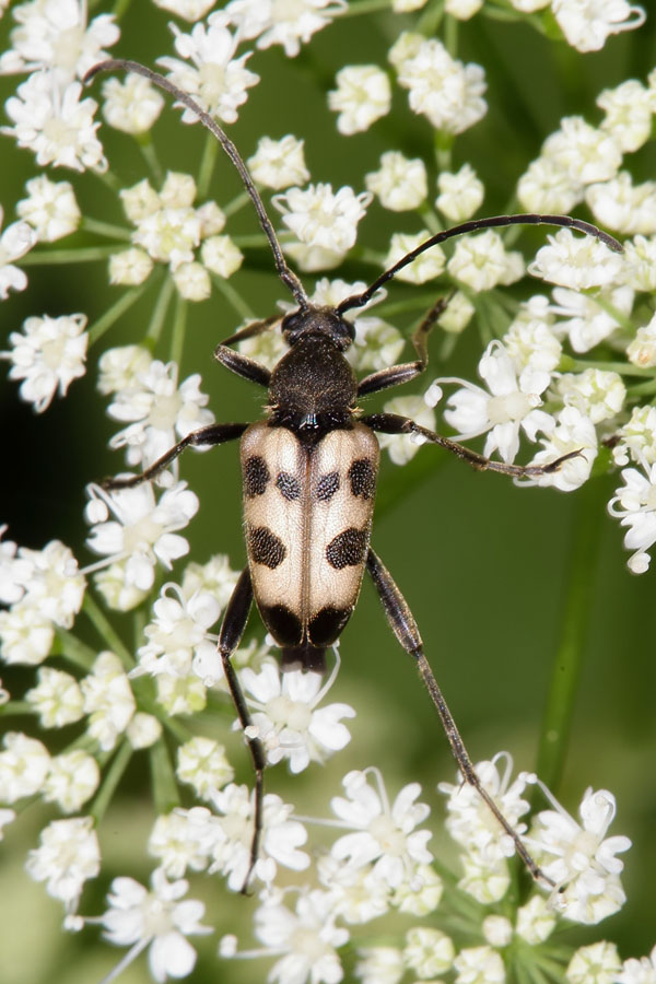 Pachytodes cerambyciformis - Gefleckter Blütenbock, Käfer auf Blüten