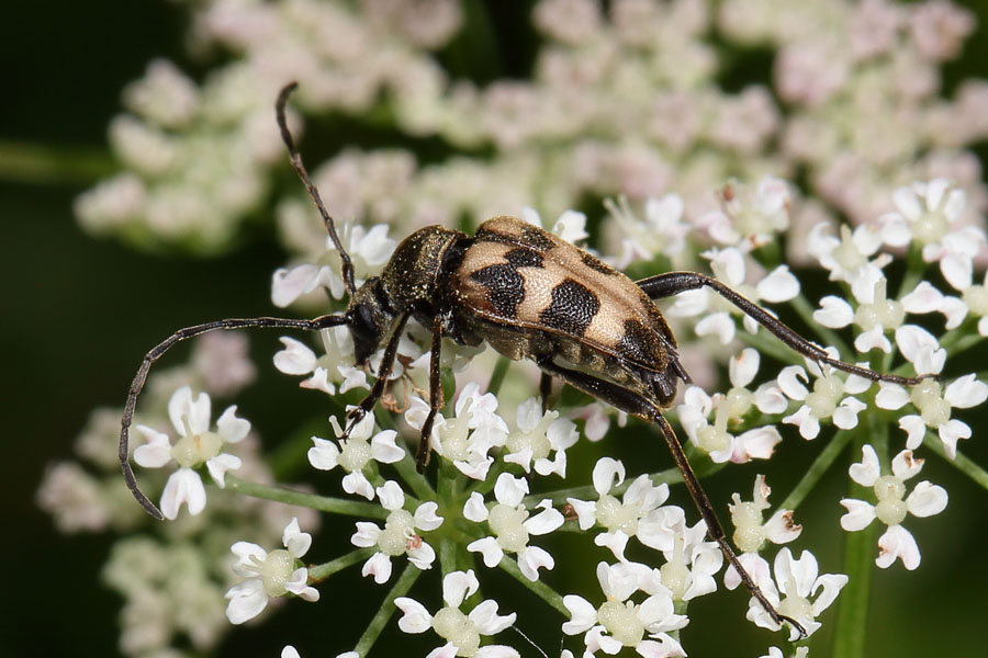 Pachytodes cerambyciformis - Gefleckter Blütenbock, Käfer auf Dolden