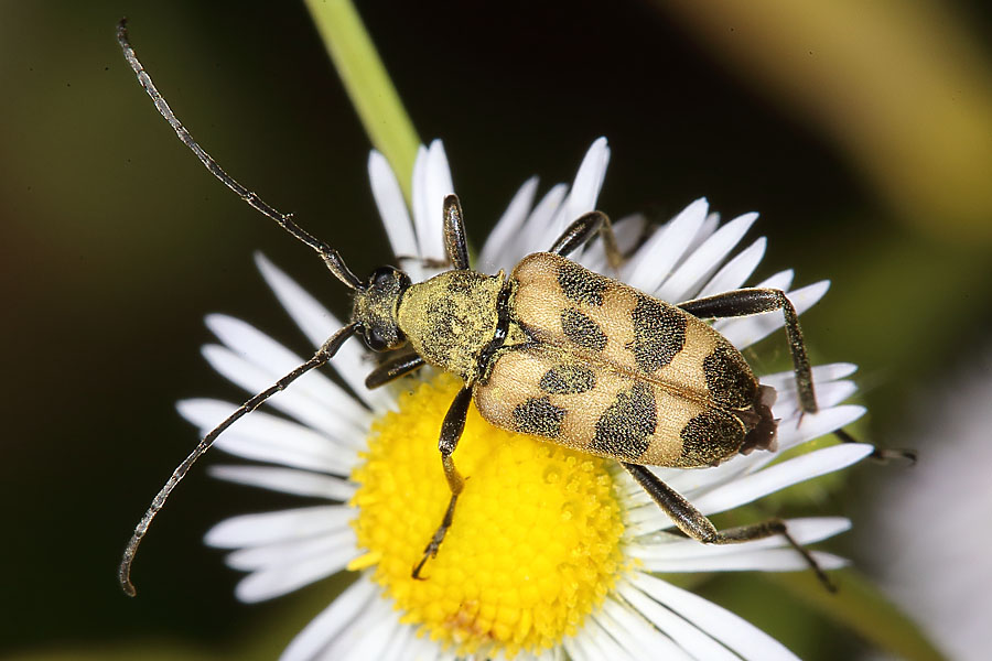 Pachytodes cerambyciformis - Gefleckter Blütenbock, Käfer auf Gänseblümchen