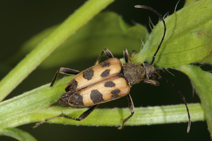 Pachytodes cerambyciformis - Gefleckter Blütenbock, Käfer auf Stiel