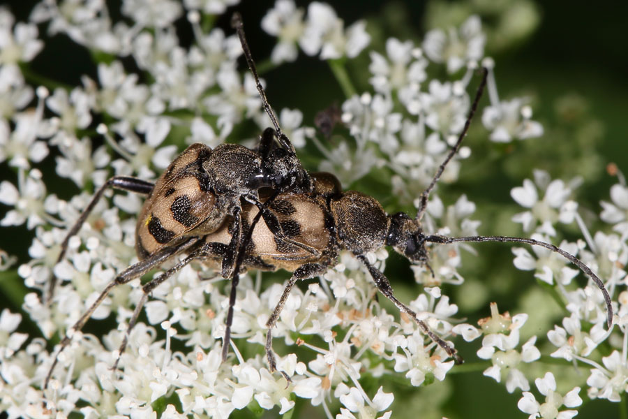 Pachytodes cerambyciformis - Gefleckter Blütenbock, Paar