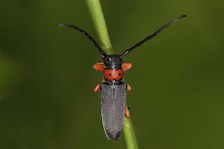 Phytoecia nigripes - Schwarzfüßiger Walzenhalsbock