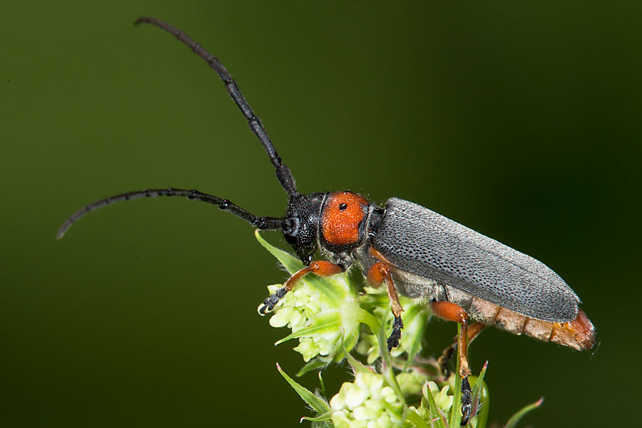 Phytoecia nigripes - Schwarzfüßiger Walzenhalsbock, Käfer auf ...