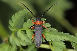 Phytoecia nigripes - Schwarzfüßiger Walzenhalsbock, Käfer auf Blatt (1)